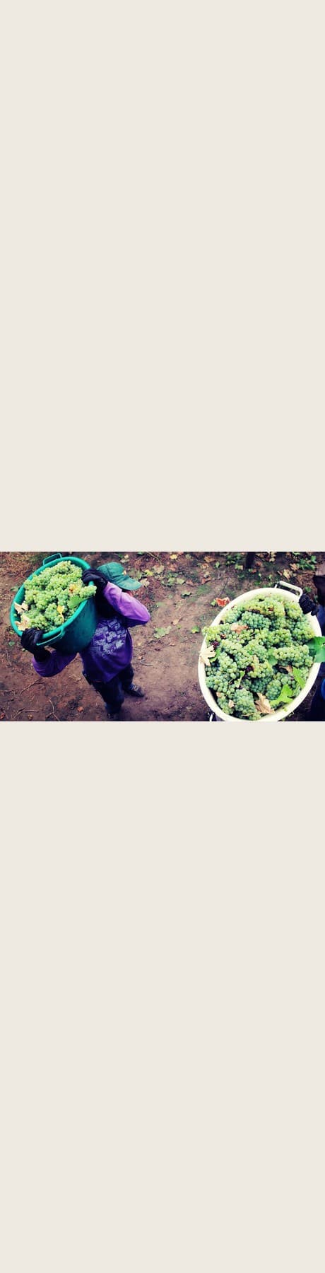 LA PASCUALA MALBEC